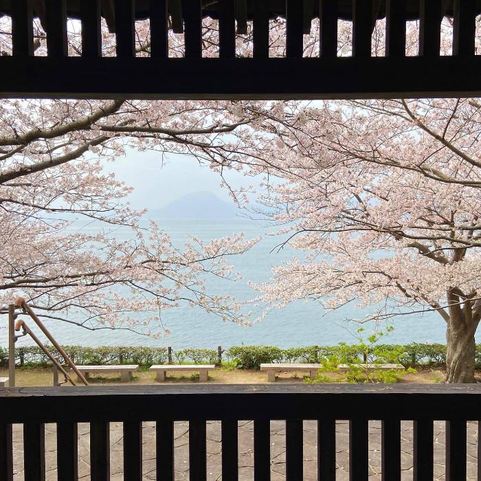 桜とベンチのある、水辺の道の写真