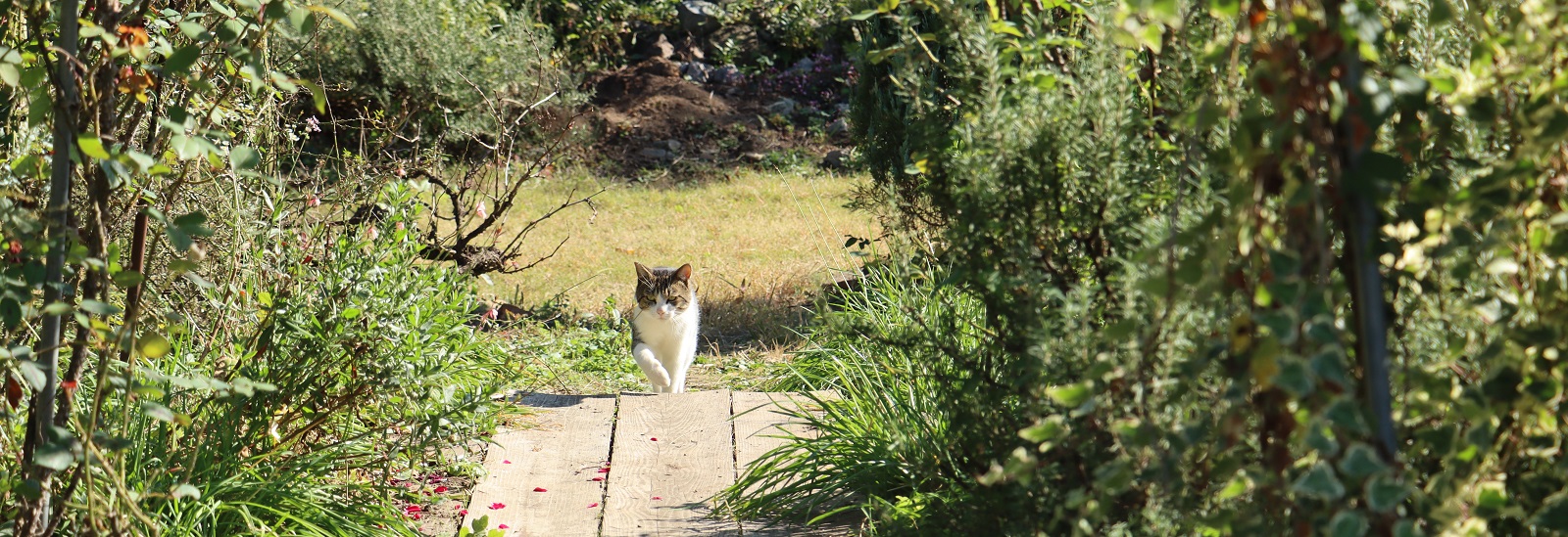 大神ファームのさくらねこ