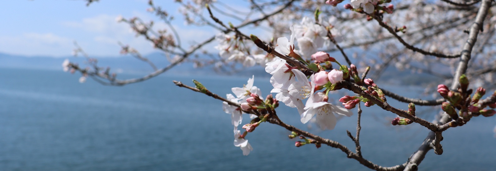 城下公園の桜