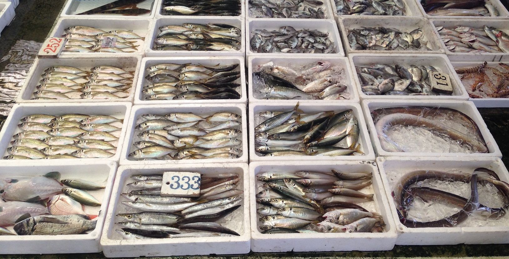 発泡スチロールにはいり様々な種類の魚が並んだ市場の写真