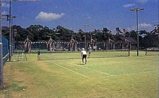 芝のテニスコートでテニスをしている様子の写真