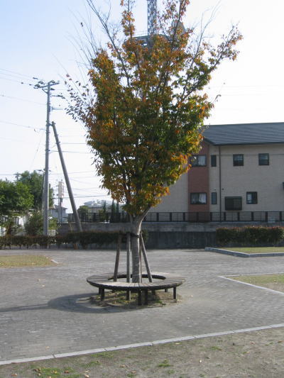 中央に木が植えてあるサークルベンチの写真