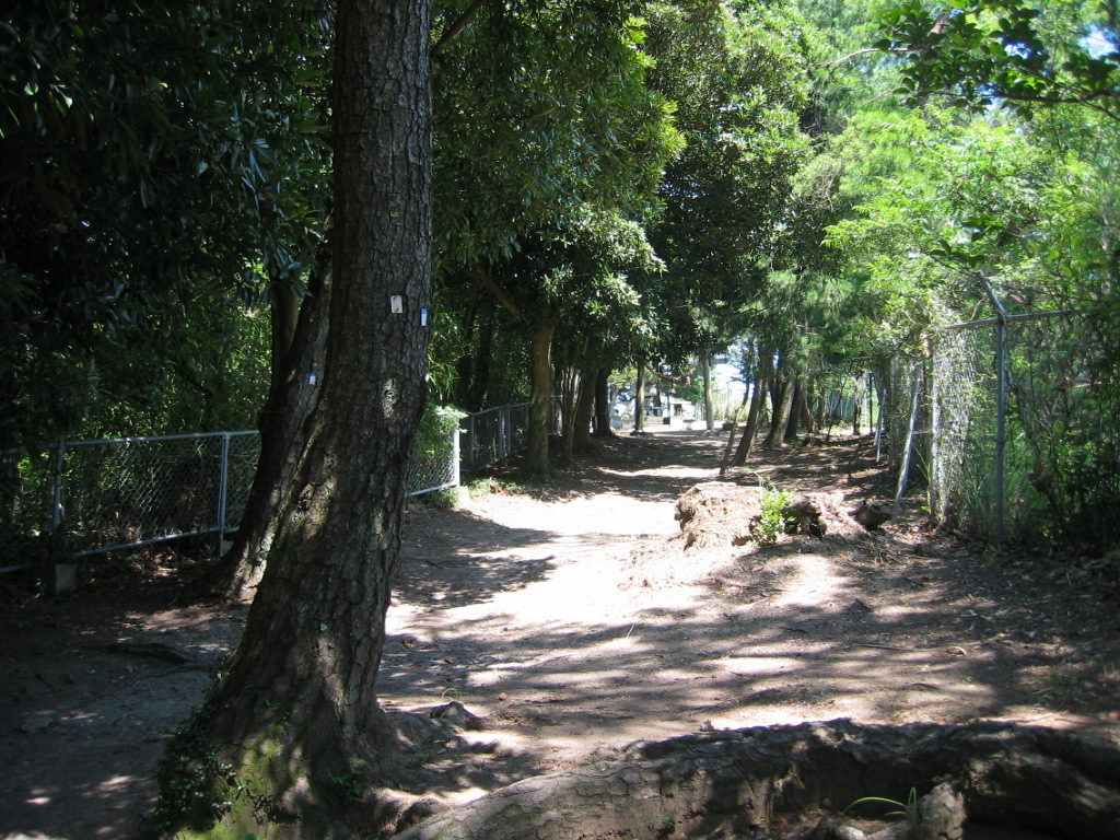晴れた日の島山児童公園の木々と木漏れ日の写真