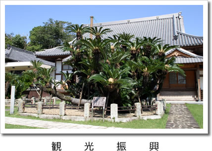 観光振興：太く大きな幹が四方に伸び勢いのある日本一の大蘇鉄の写真
