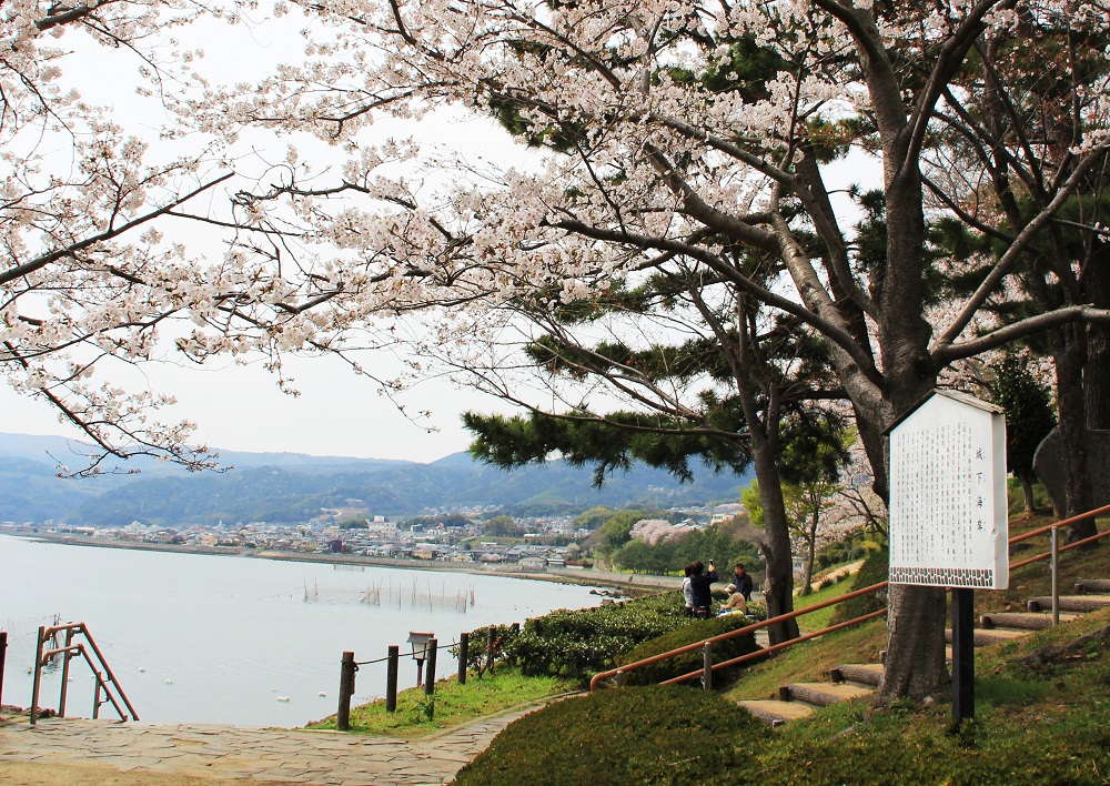 白色の桜と松の木越しの湾の様子