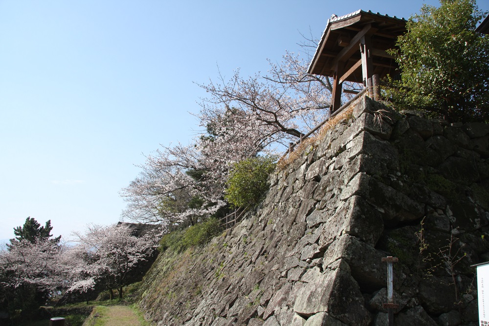 石垣と、そこに沿うように立つ桜の木々を下から上へ仰ぎ見るように撮った写真