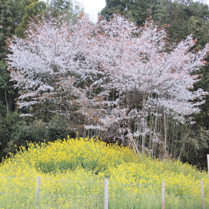 菜の花が一面に咲く丘の奥にある、咲き乱れる桜の木の写真